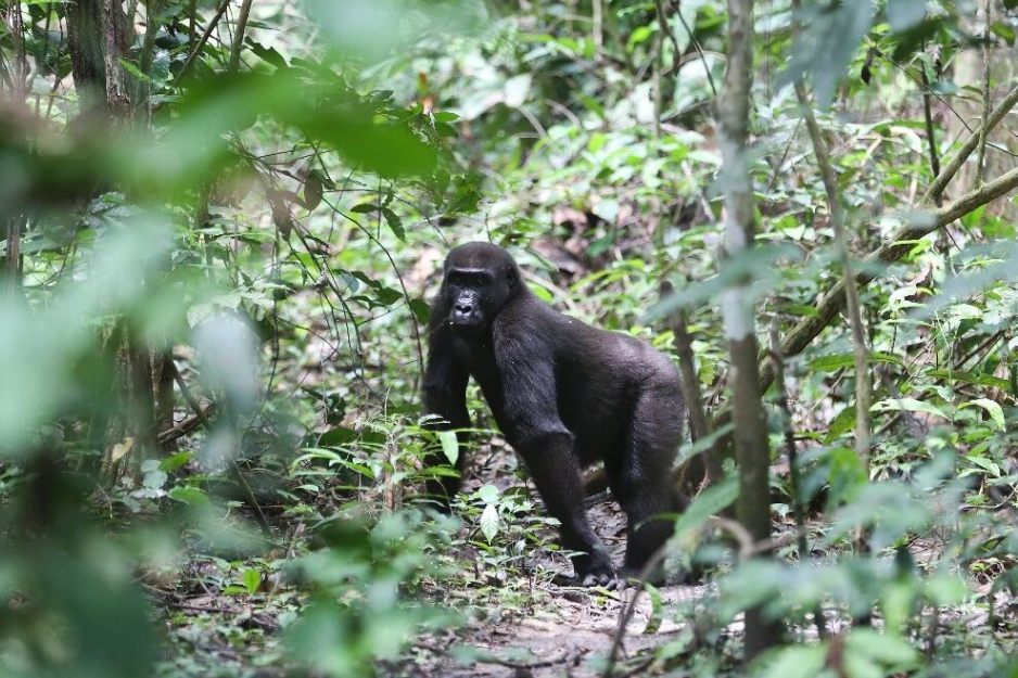 Gorilla Tracking (Moukalaba-Doudou NP), South Gabon, Gabon